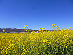 田园风光