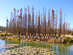 公园风景