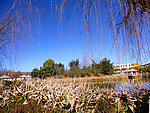 公园风景
