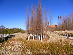 公园风景