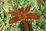 黄花菜