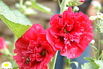 花卉