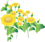 向日葵