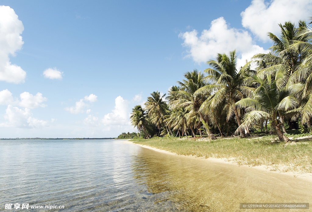 海边椰子树