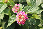 彩球花