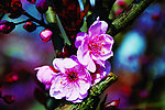 梅花