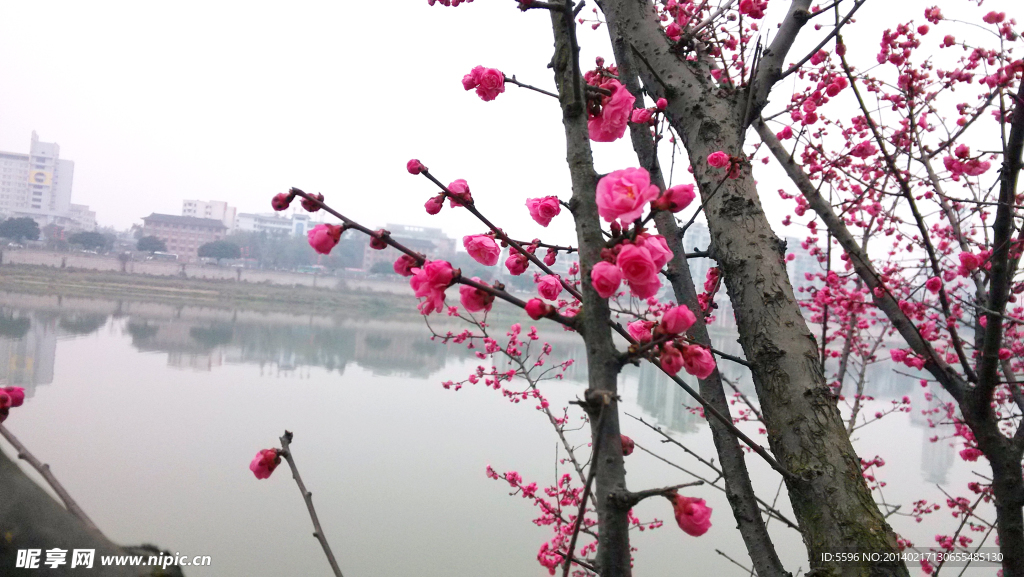 内江梅花