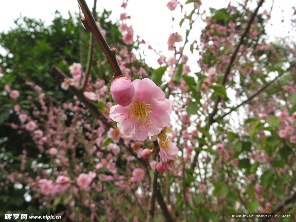 春梅