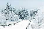 雪景
