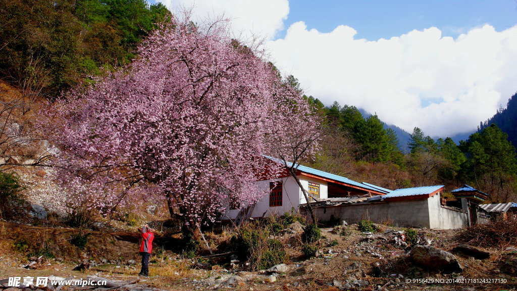 藏南林芝春光