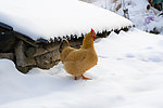 雪中觅食的母鸡
