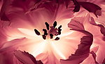 花蕊