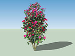 茶花