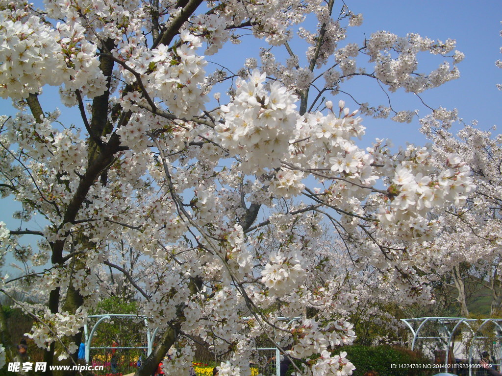 樱花