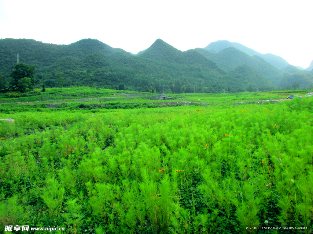 绿树青山