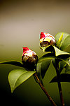 茶花蕾