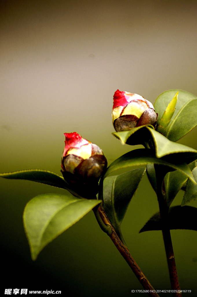 茶花蕾