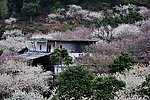 梁化梅园