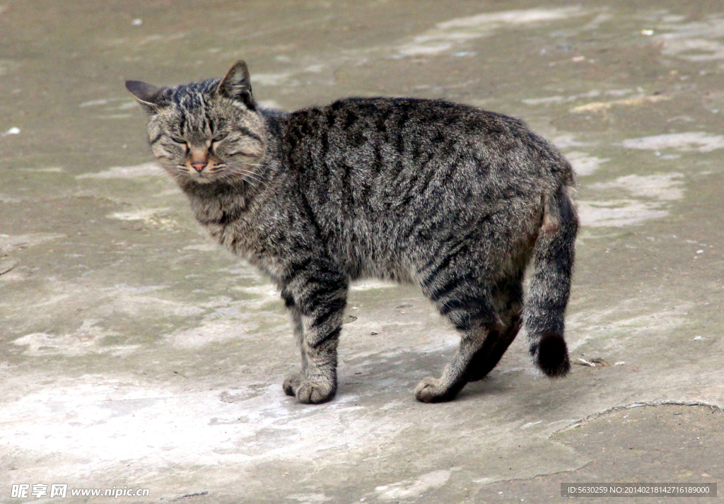 猫咪 家猫 猫