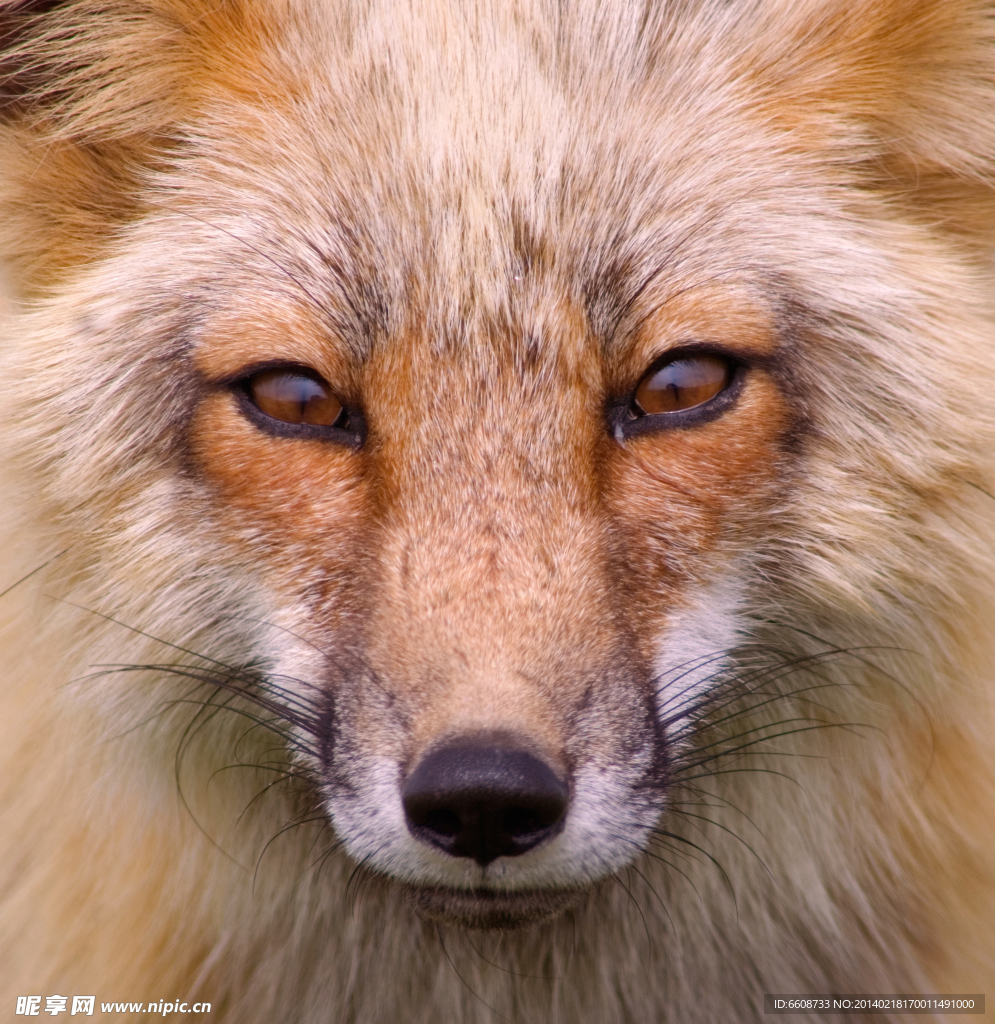 野狼