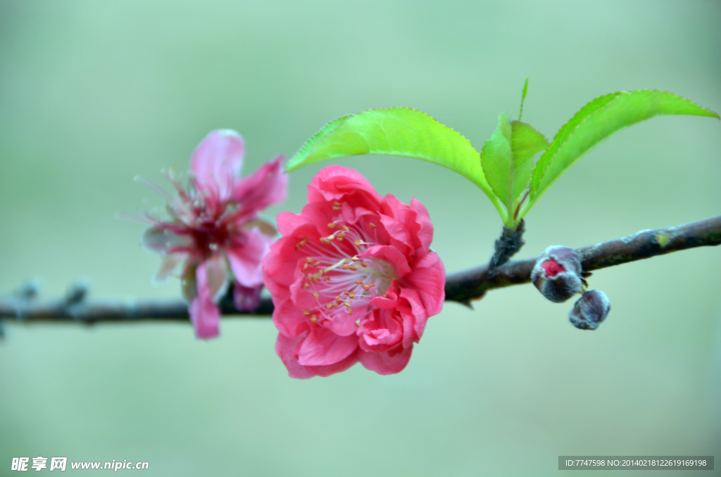 桃花