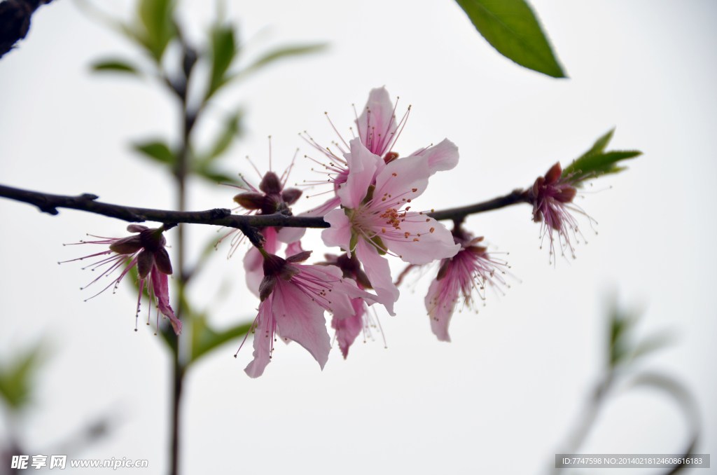 桃花