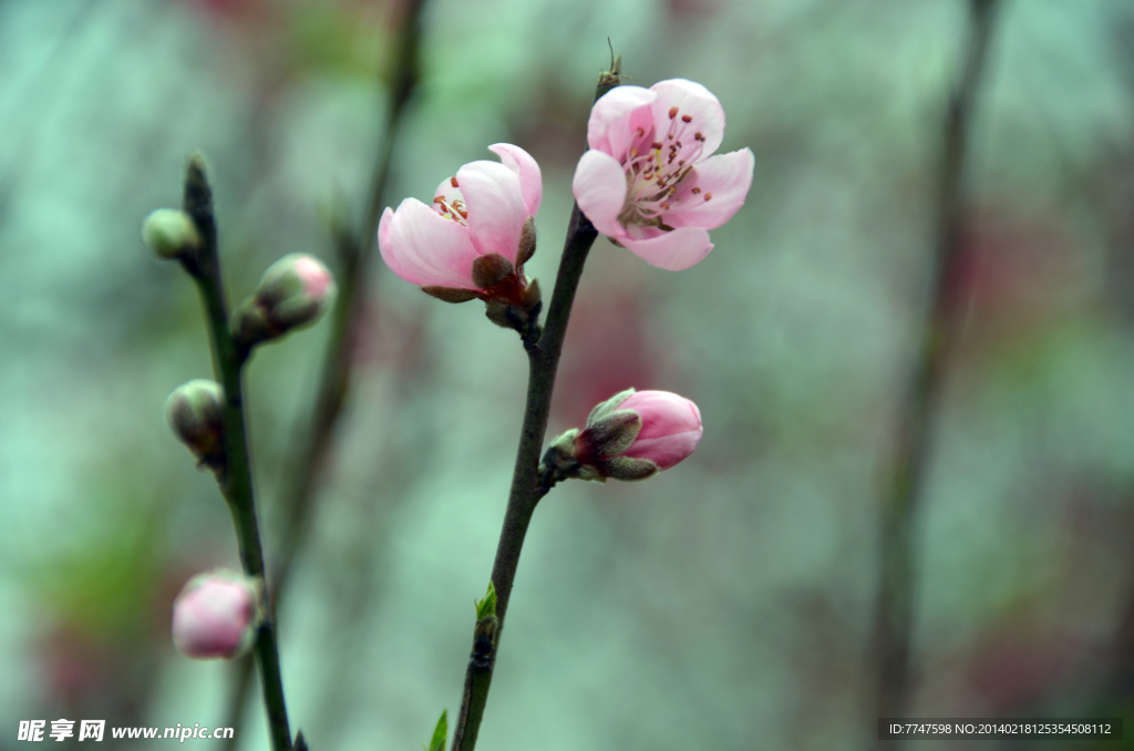 桃花