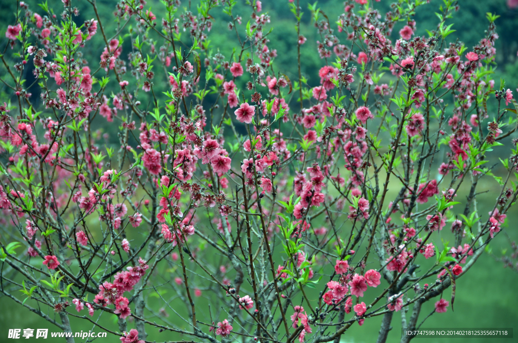 桃花