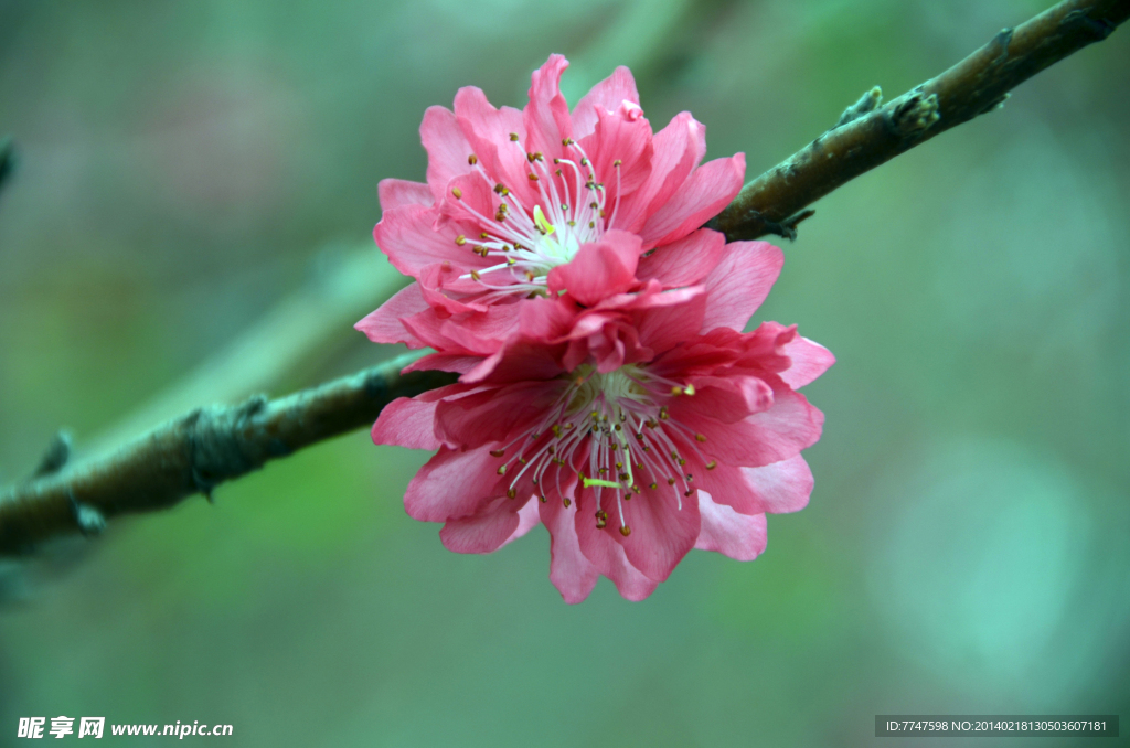 桃花