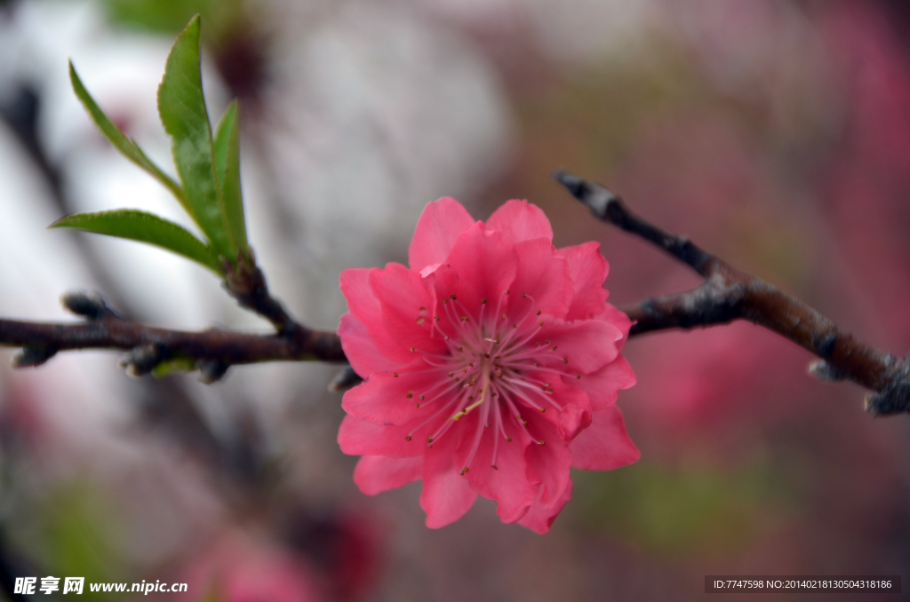 桃花