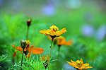 格桑花