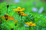 波斯菊