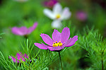 波斯菊