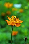 波斯菊