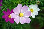 波斯菊