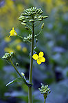 油菜花籽