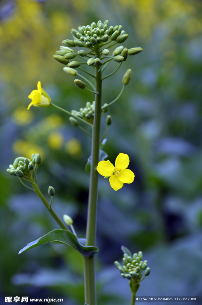 油菜花籽