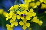 蜜蜂 油菜花