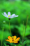 波斯菊