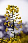 油菜花