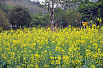油菜地