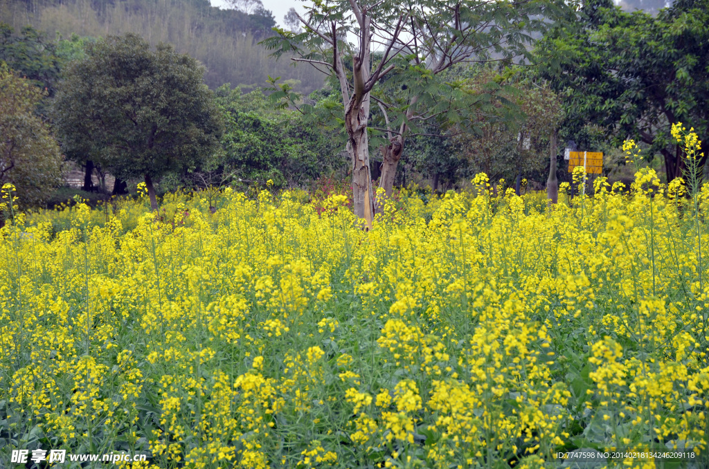 油菜地