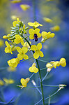 油菜花