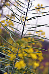 油菜