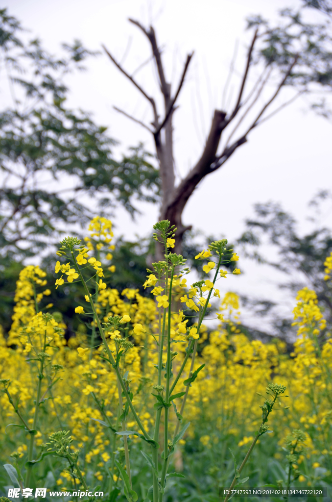 油菜花