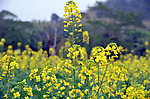 油菜花