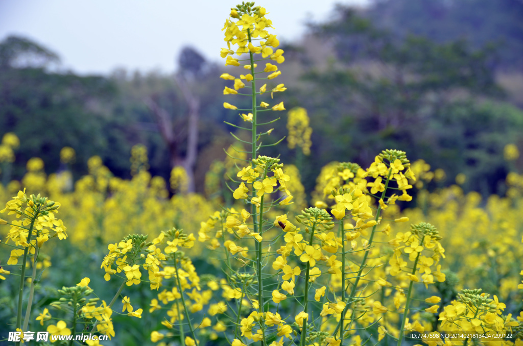油菜花