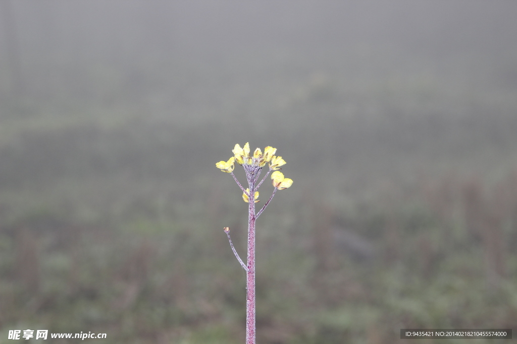油菜花