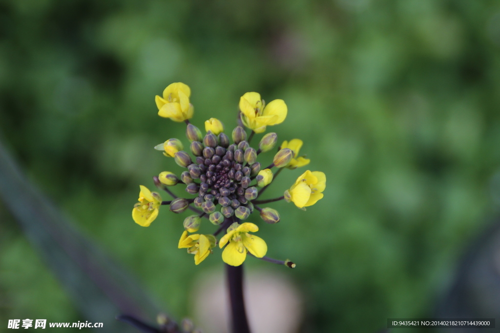 油菜花