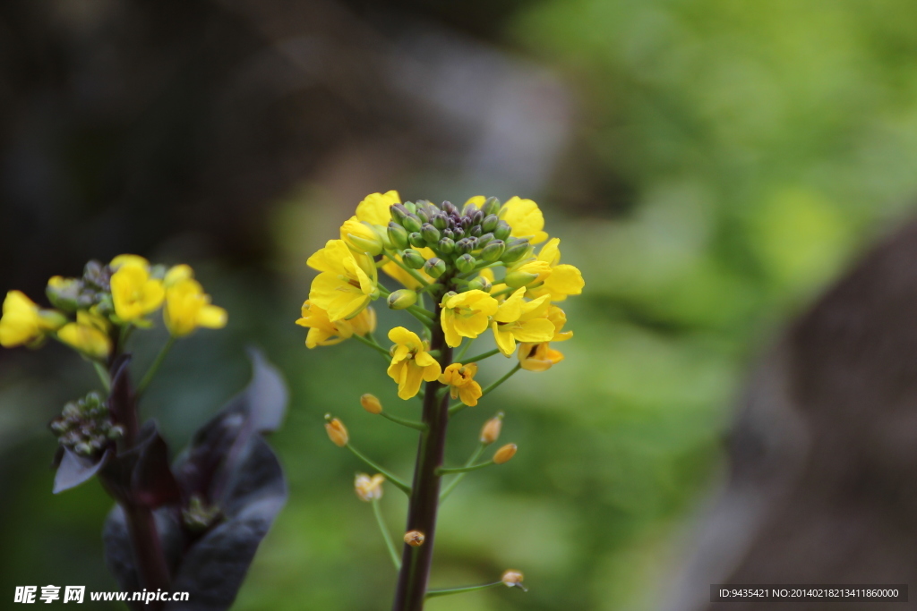 油菜花